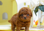 TOY POODLE YAVRULARIM